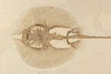 Rare, Fossil Stingray (Heliobatis) - Wyoming #93052-2
